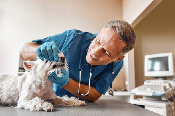 Best Emergency Dentist for Special Needs Patients in Matheny, CA